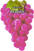 Vinná réva Alladin