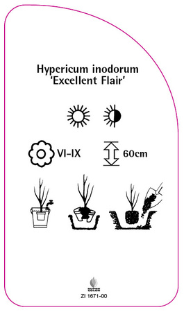 Hypericum inodorum 'Excellent Flair'