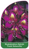 Rhododendron-Hybride 'Frank Galsworthy'