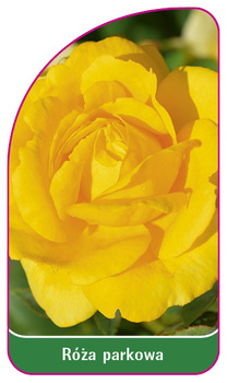 Róza parkowa Nr. 400
