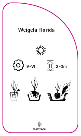 Weigela florida