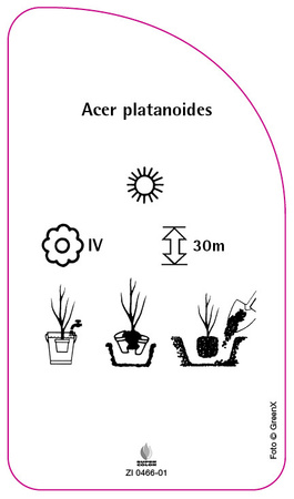 Acer platanoides