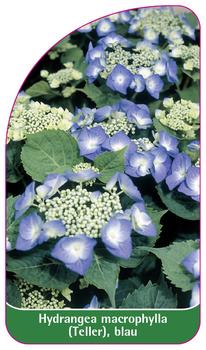 Hydrangea macrophylla (Teller), blau