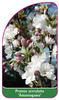Prunus serrulata 'Amanogawa'