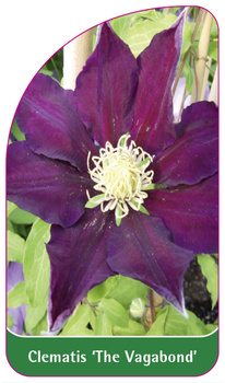 Clematis 'The Vagabond'