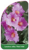 Lavatera olbia 'Pink Frills'