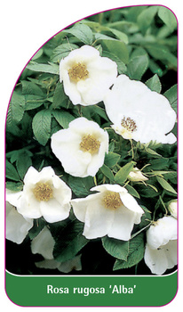 Rosa rugosa 'Alba'