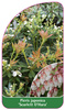 Pieris japonica 'Scarlett O'Hara'