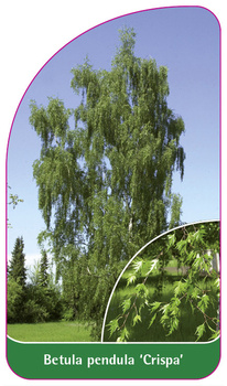 Betula pendula 'Crispa'