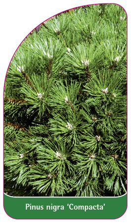 Pinus nigra 'Compacta'