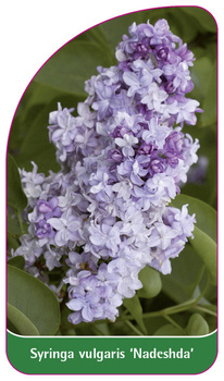 Syringa vulgaris 'Nadeshda'