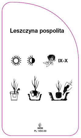 Leszczyna pospolita