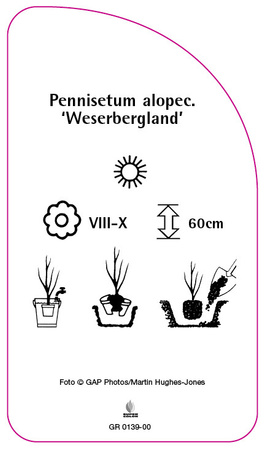 Pennisetum alopecuroides 'Weserbergland'