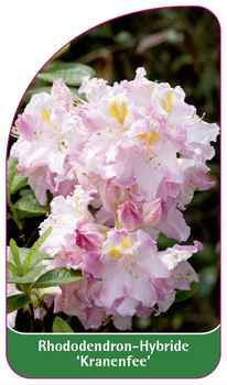 Rhododendron-Hybride 'Kranenfee'