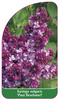 Syringa vulgaris 'Paul Deschanel'