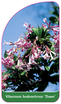 Viburnum bodnantense 'Dawn'
