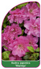 Vaccinium corymbosum 'Marinja'
