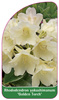 Rhododendron yakushimanum 'Golden Torch'