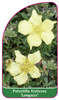 Potentilla fruticosa 'Longacre'