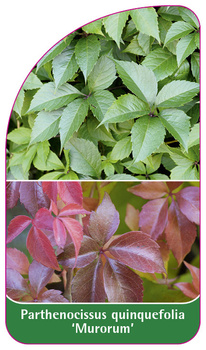 Parthenocissus quinquefolia 'Murorum'