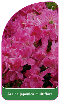 Azalea japonica multiflora