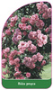 Urcarea trandafirului Nr. 311