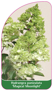 Hydrangea paniculata 'Magical Moonlight'