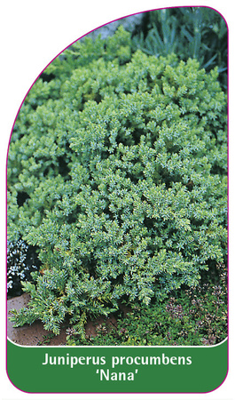 Juniperus procumbens 'Nana'