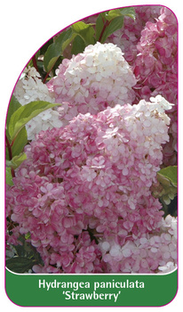 Hydrangea paniculata 'Strawberry'