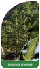 Araucaria arancana