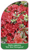 Azalea japonica 'Hot Shot Variegated'