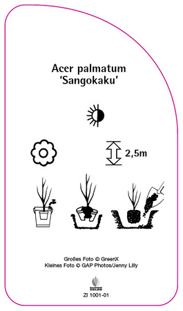 Acer palmatum 'Sangokaku'
