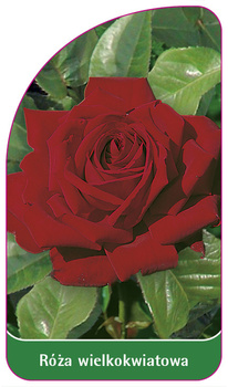 Róza wielkokwiatowa Nr. 212