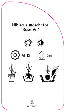 Hibiscus moschetos 'Rose Vif'