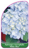 Hydrangea macrophylla 'Nikko Blue'