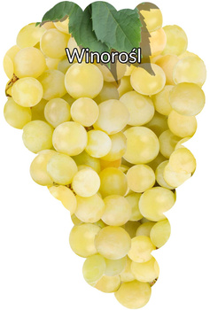 Vită galbenă mediu alb