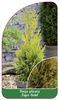 Thuja plicata 'Tiger Gold'