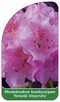 Rhododendron brachycarpum 'Helsinki University'