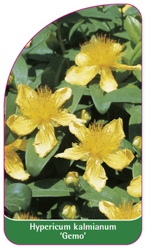 Hypericum kalmianum 'Gemo'