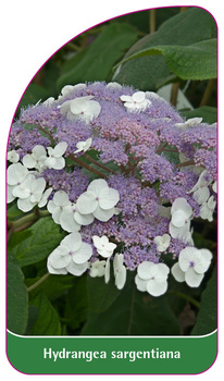 Hydrangea sargentiana