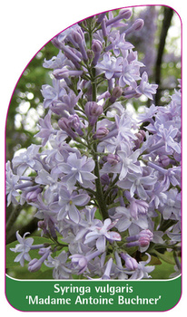 Syringa vulgaris 'Madame Antoine Buchner'