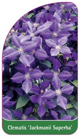 Clematis 'Jackmanii Superba'