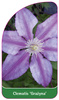 Clematis 'Grazyna'