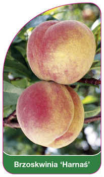 Brzoskwinia 'Harnaś'