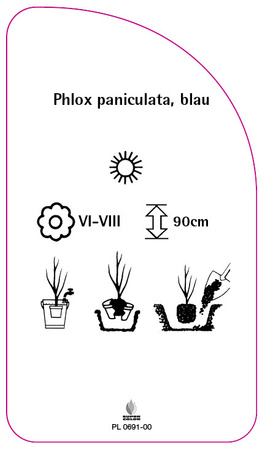 Phlox paniculata, blau