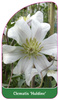 Clematis 'Huldine'