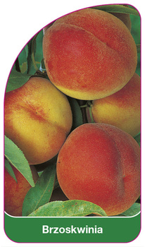 Piersică