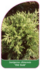 Juniperus chinensis 'Old Gold'