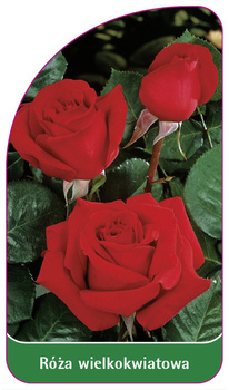 Róza wielkokwiatowa Nr. 225