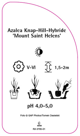 Azalea Knap-Hill-Hybride 'Mount Saint Helens'
